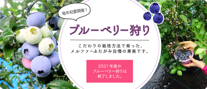 ブルーベリー狩り