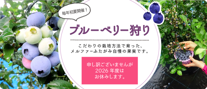 ブルーベリー狩り 2026年はお休みします