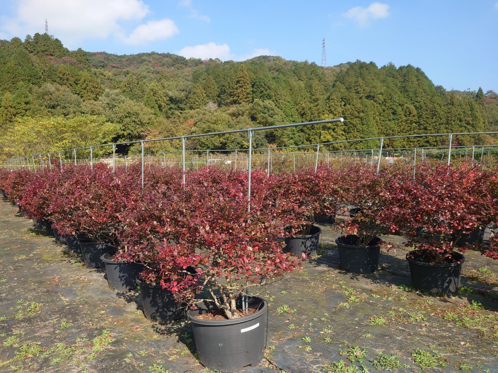 ブルーベリー紅葉