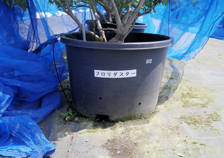 ブルーベリーの表示